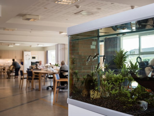 Akvarie med fisk, og fællesrum i baggrunden