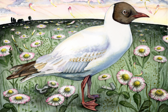 Illustration af måge på græs